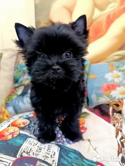 Собаки улыбаки