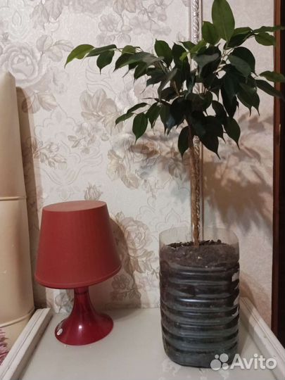 Плетёные фикусы