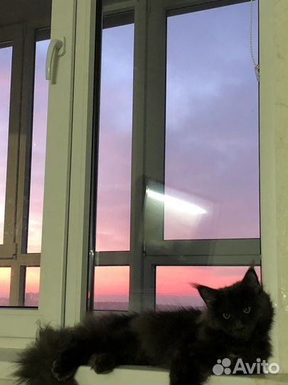 Вязка кошечка мейкун