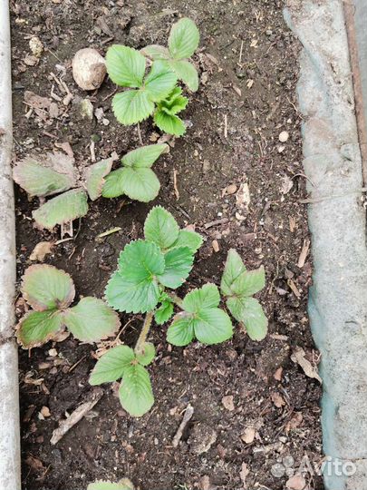 Клубника ремонтантная Альбион и ранняяАзия