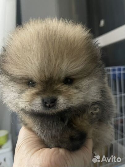 Малый немецкий шпиц, малыши