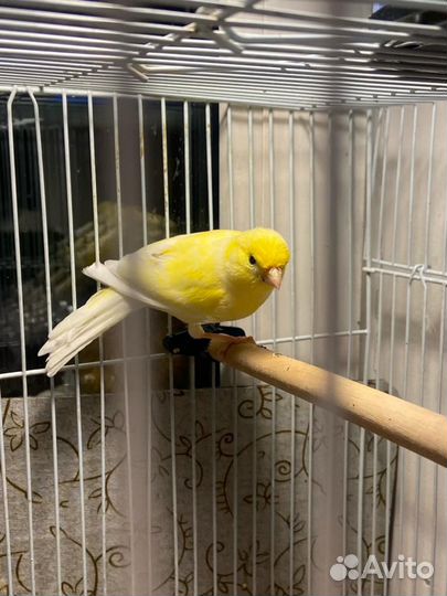 Кенар певчий