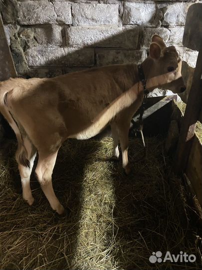 Телочка Джерси