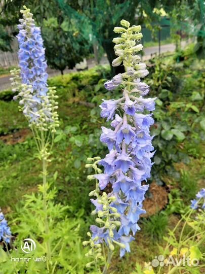 Розы, пионы, дельфиниумы