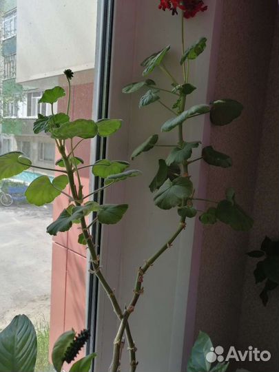 Комнатные цветы