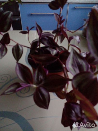 Традисканция Зебрина