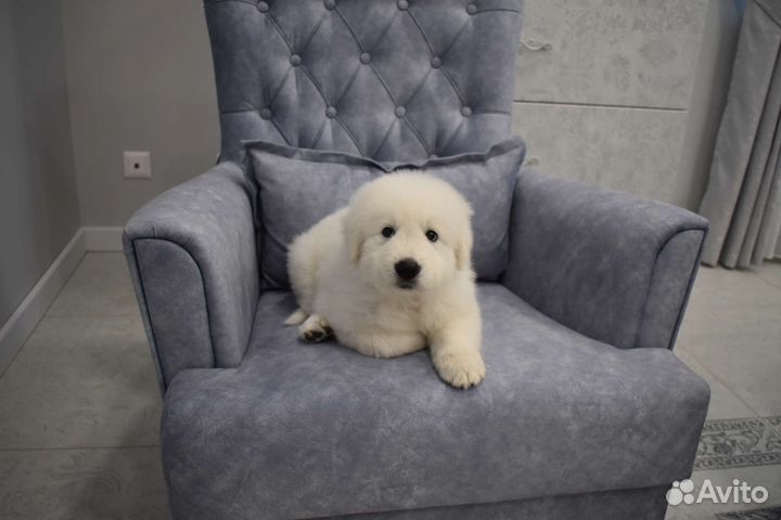 Щенки Мареммо-абруцкой овчарки (Маремма)