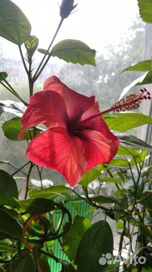 Сортовые гибискусы