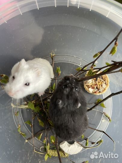 Хомяки джунгарики с аквариумом