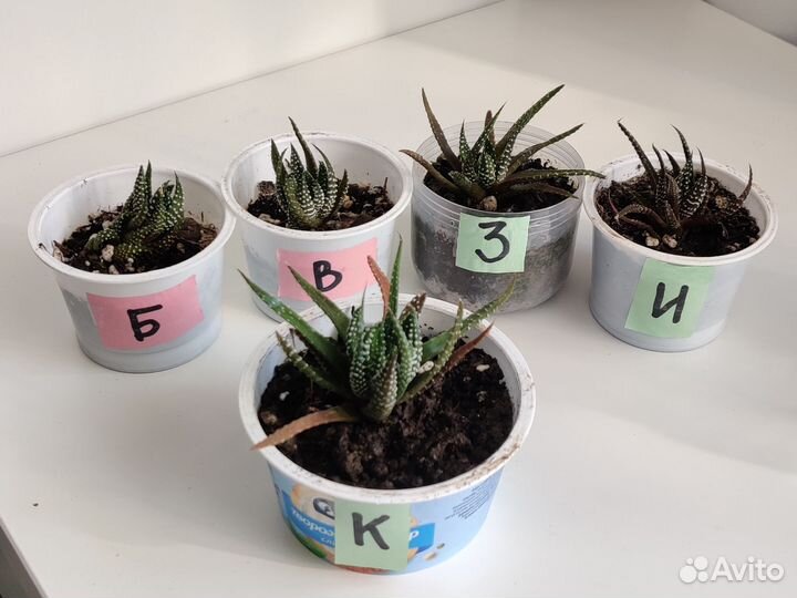 Суккулент Жемчужная хавортия аттенуата