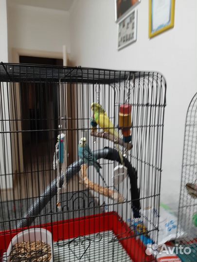 Волнистый попугай