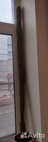 Кактусы, высота 1,5 метра