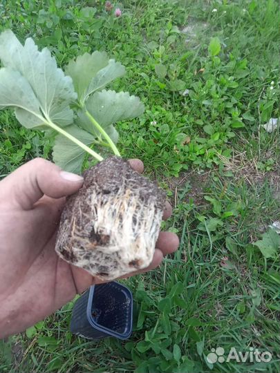 Рассада клубники зкс стаканчики