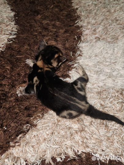 Бенгальские котята