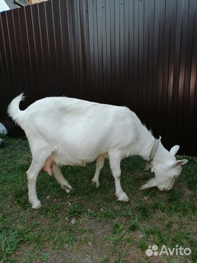 Коза дойная