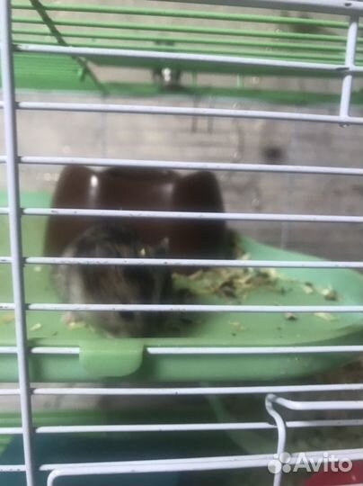 Продам джунгарсих хомячков