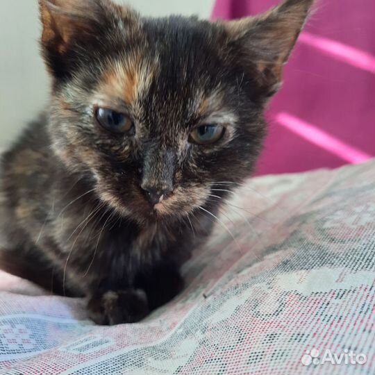 Отдам котенка