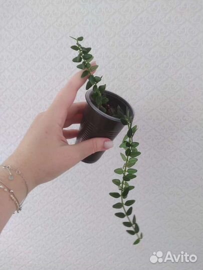 Хойи разные ч.2