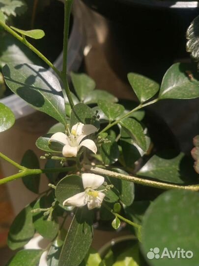 Распродажа комнатных растений