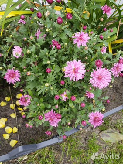 Хризантемы мультифлора