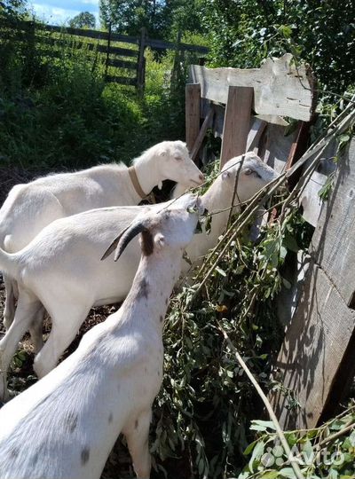 Козлята породыЛаманча