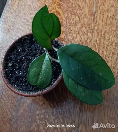 Разные цветы