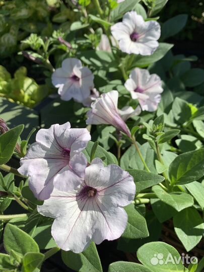 Петуния тайдал