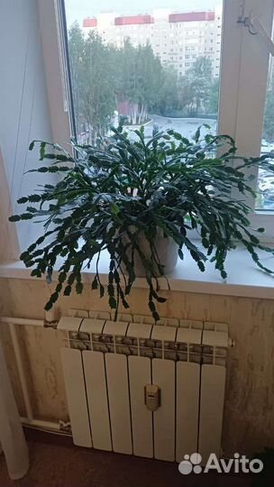 Герань в горшках