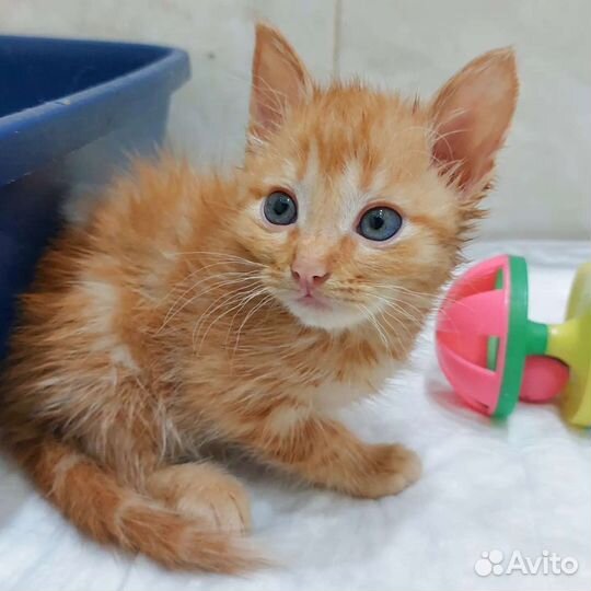 Рыжего Карапузика никто не замечает