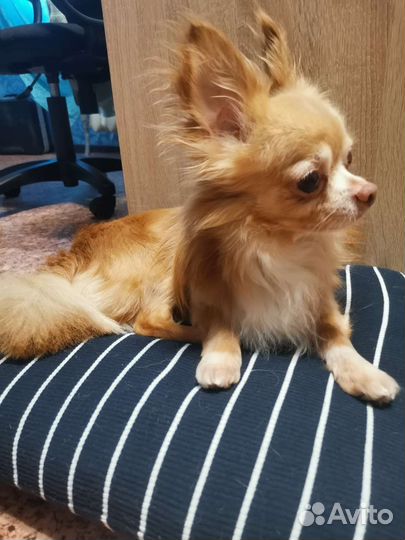 Передержка животных на время отпуска