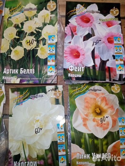 Луковицы нарциссов