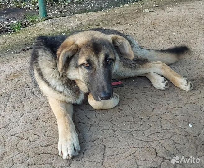 Собака умная ласковая 5 мес