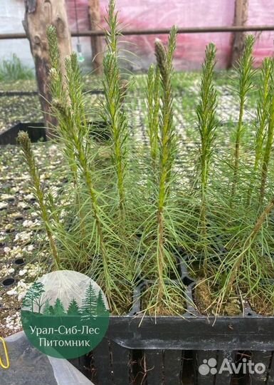 Зкс Сосна сеянцы Ели Лиственницы окс Голуб Горная