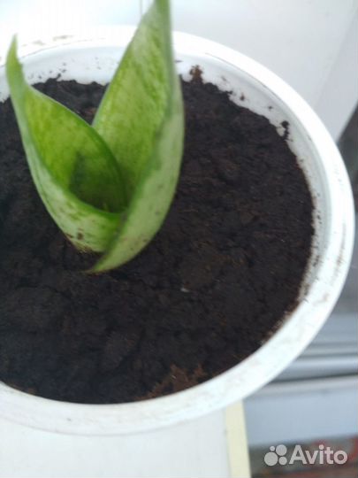 Сансевиерия