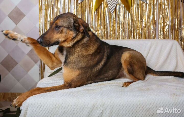 Август ищет семью