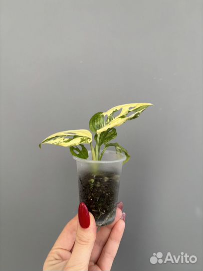 Монстера адансона вариегатная триколор