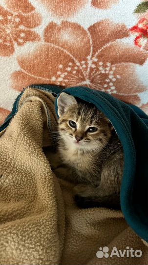 Котенок девочка в добрые руки