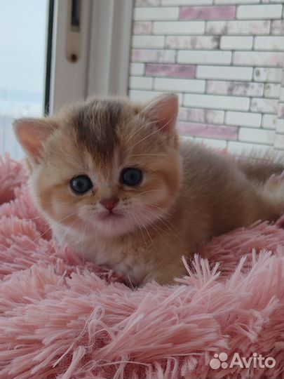 Котята золотая шиншилла