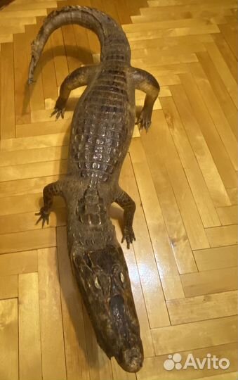 Чучело алигатора