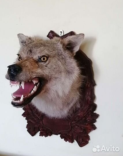 Голова волка на медальоне