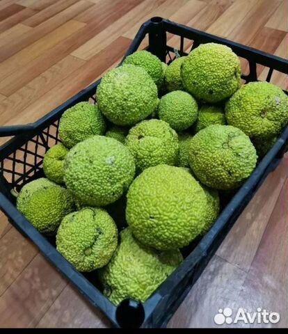 Плоды маклюры