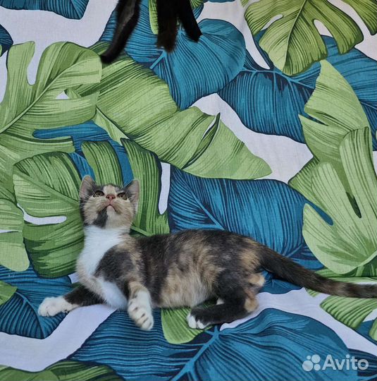 Котенок Туня