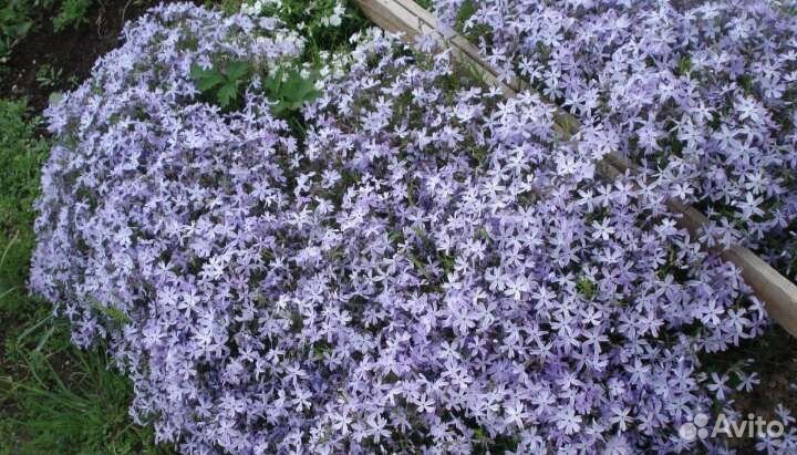 Хризантема