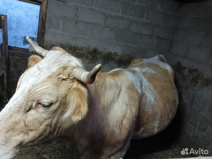 Продажа с х животных