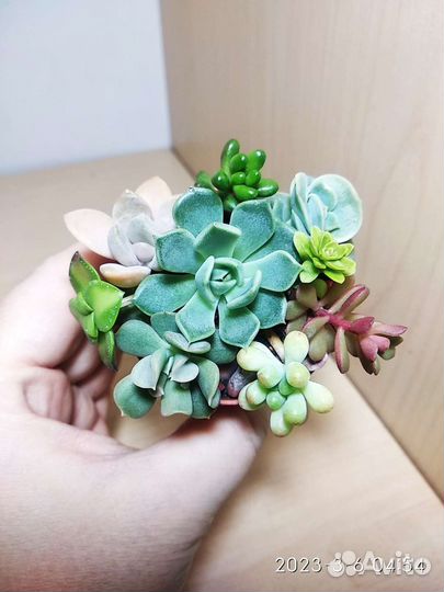 Композиции из суккулентов подарочные
