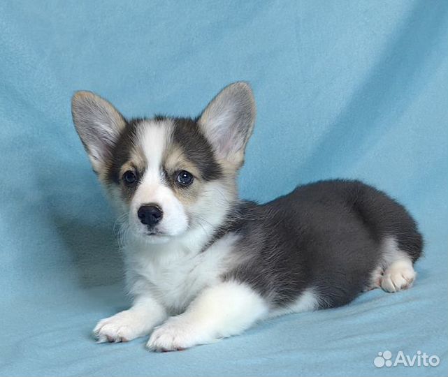 Красотки триколор.Вeльш Kоpги Пeмброк