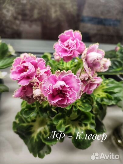 Сортовые фиалки