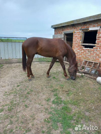 Арабские лошади