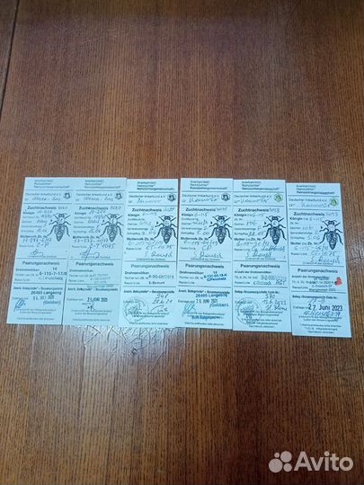 Матки Карника F 1