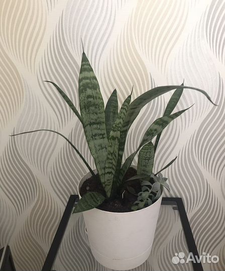 Сансевиерия трехполосная тещин язык